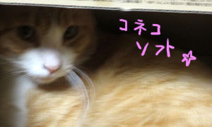 neko01.jpg